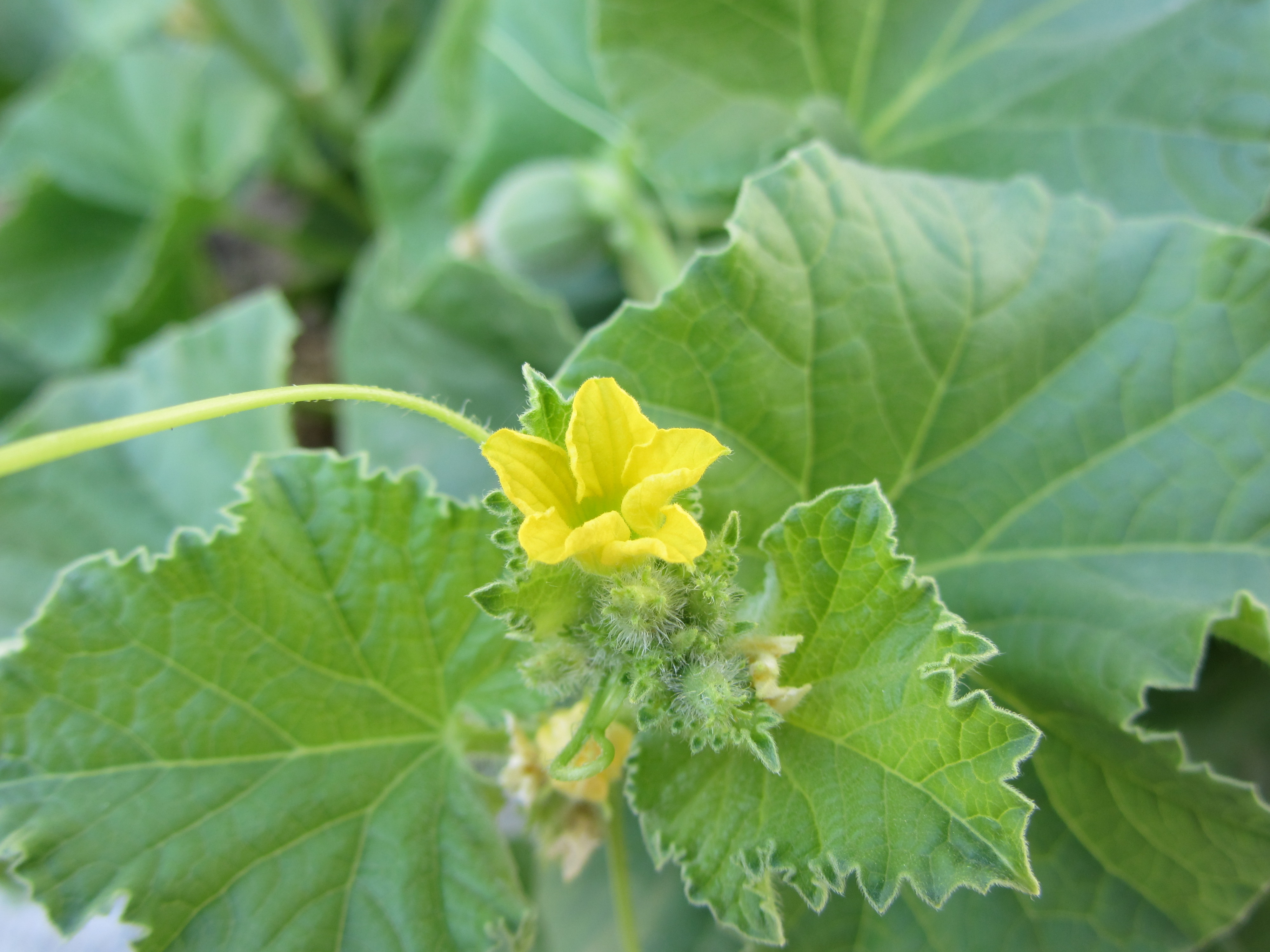 Cucumis melo var.inodorus